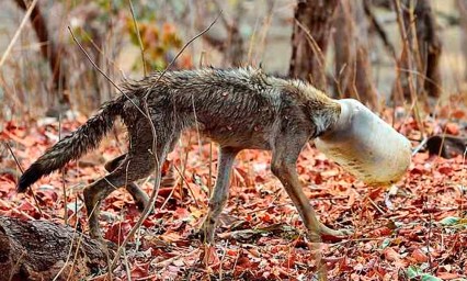 Rescatan a lobo con cabeza atrapada en pl&aacute;stico