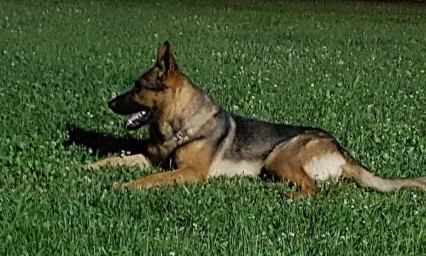 Muere envenenado perro rescatista en Italia