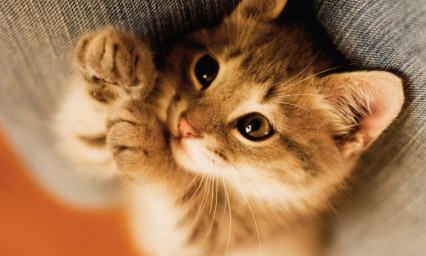 Nueva Zelanda tiene planeado prohibir los gatos