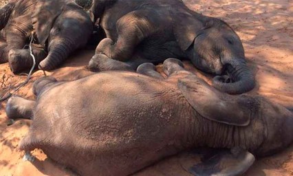 La m&aacute;s terrible cacer&iacute;a ilegal en la historia&nbsp;de &Aacute;frica, mata a 87 elefantes