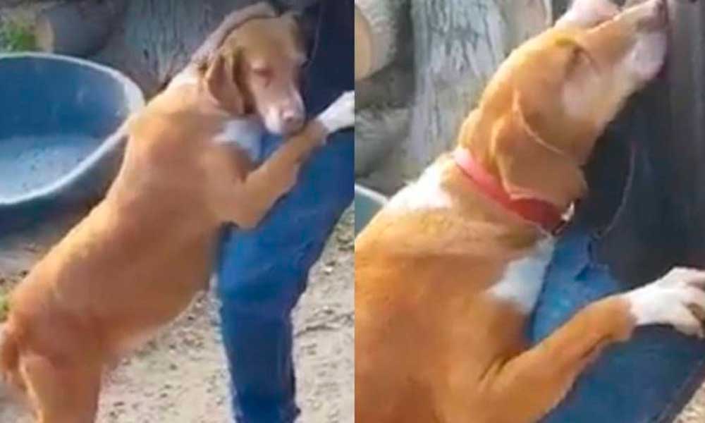 Video: Reportero adopta a perro que encontró en un reportaje