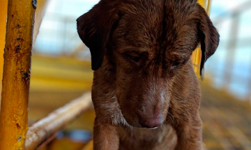 Rescatan a un perro en una plataforma petrolera del Golfo
