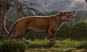 Encuentran f&oacute;sil de un mam&iacute;fero gigante, el gran le&oacute;n africano