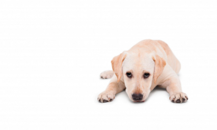 Donan alimento envenenado en Ecuador; van m&aacute;s de 20 perros muertos