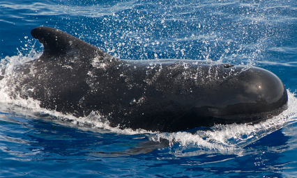 Ayudan a liberar ballenas varadas en una playa