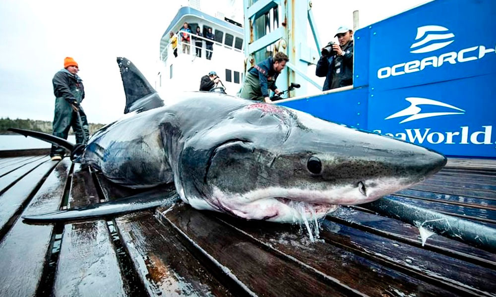 Descubren tiburón mordido por una criatura más grande en el Atlántico