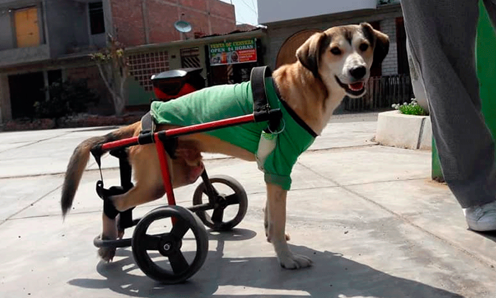 Roban silla de ruedas a perrito discapacitado