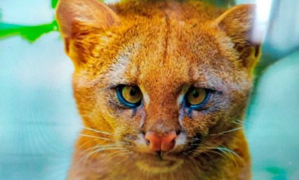 En Argentina una chica rescat&oacute; un gatito que en realidad era un puma