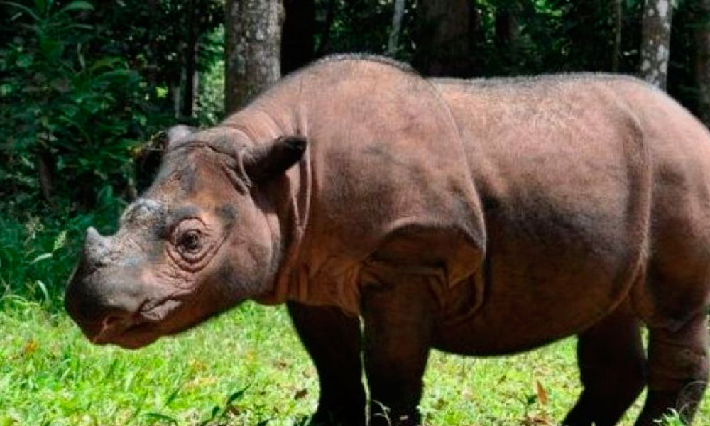 Muere el último rinoceronte de Sumatra en Malasia