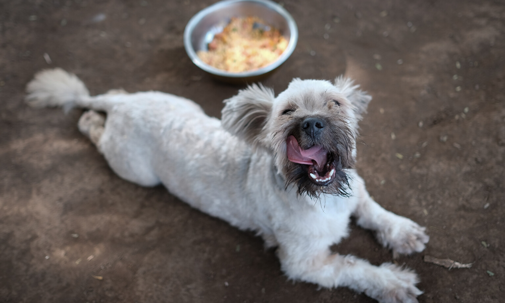 Mascotas abandonadas disfrutan banquete de Navidad en Nicaragua