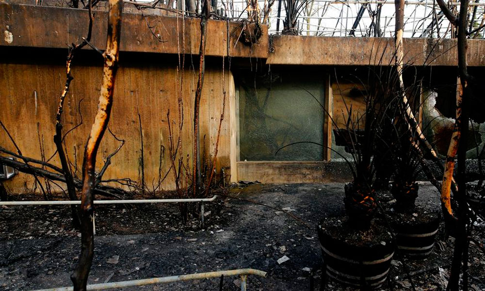 Incendio mató a más de 30 animales en zoológico de Alemania