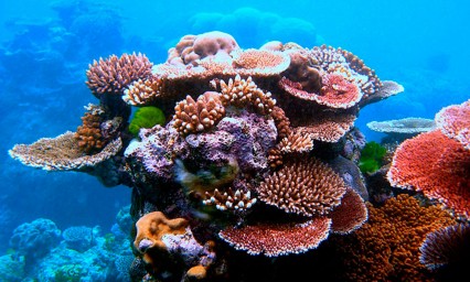 Cambio clim&aacute;tico podr&iacute;a terminar con los arrecifes de coral