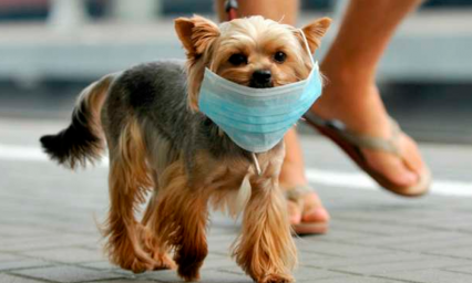 Se detecta primer caso de coronavirus en una mascota  en Hong Kong