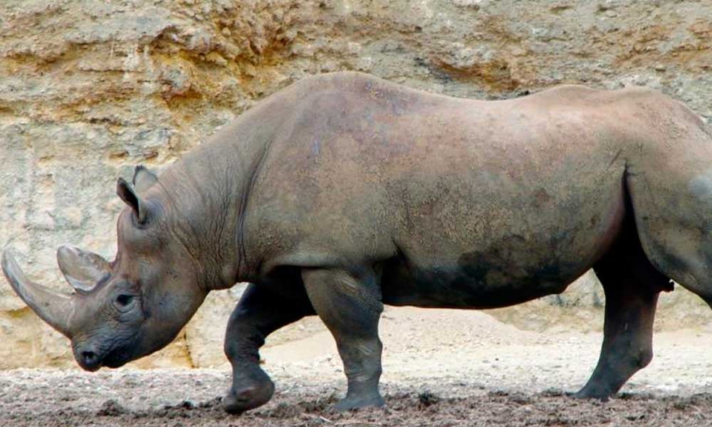 Población de rinoceronte negro se recupera