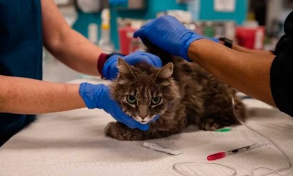 Dos gastos de Nueva York se contagian de COVID-19