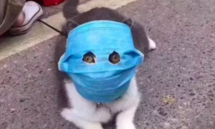 Gato parisino da positivo a COVID-19