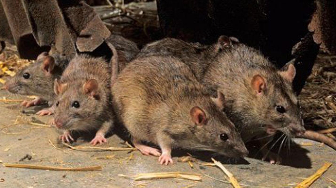 En China ratas contagian a personas con una nueva cepa de hepatitis E