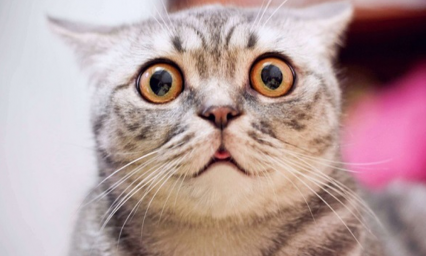 Gatos pueden contagiarse de coronavirus: Estudio