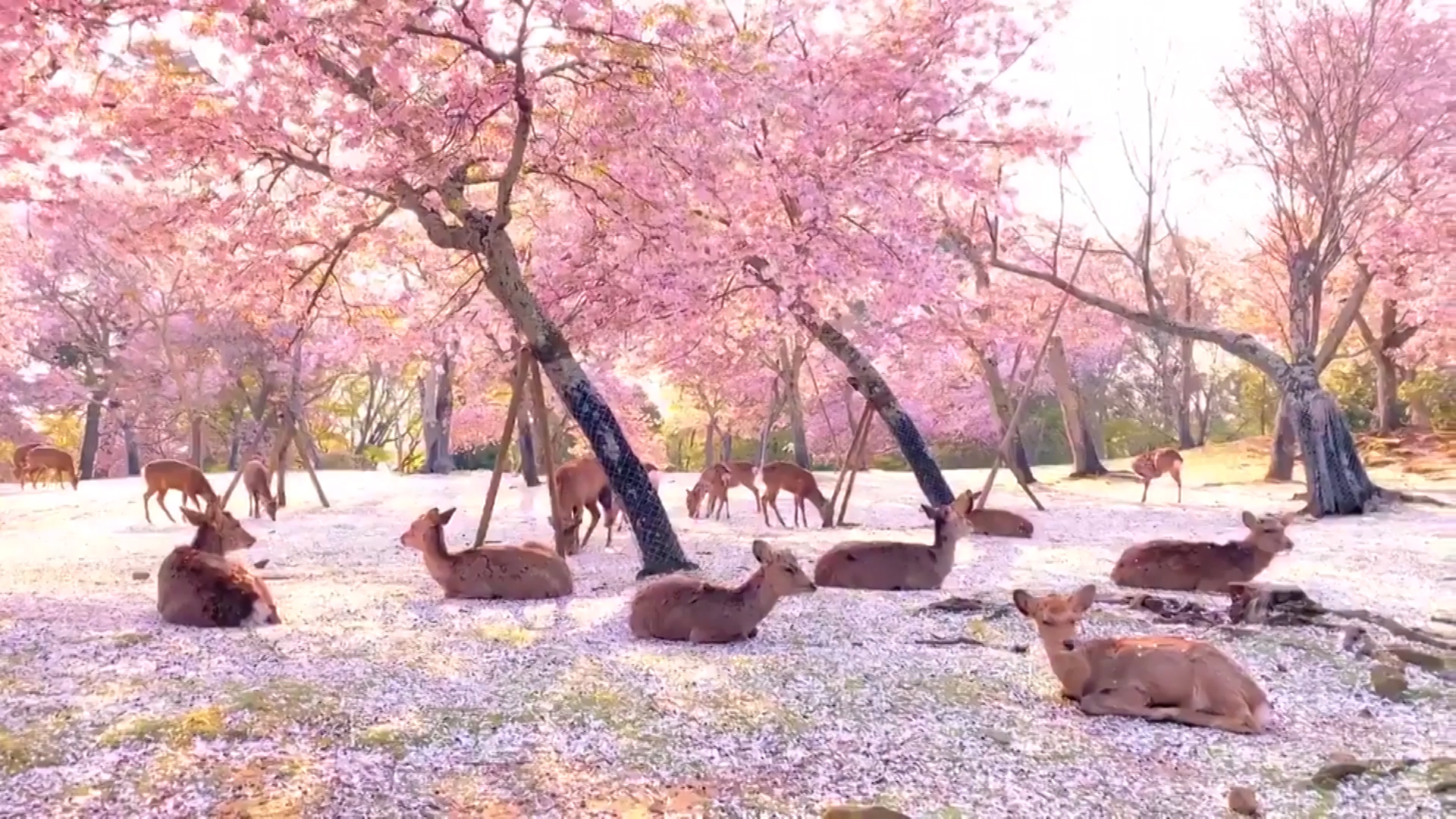  Hermosa postal japonesa, ciervos reposan bajo los cerezos en flor