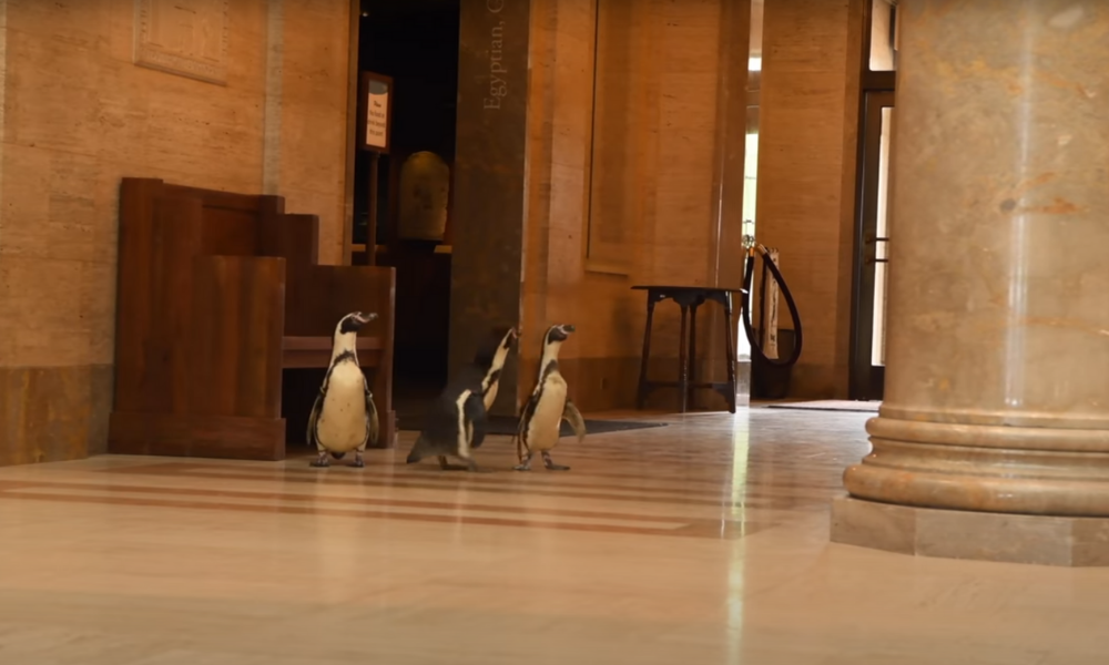 Pingüinos visitan Museo de Arte en Kansas, EU
