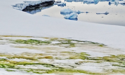 Cambio clim&aacute;tico enverdece la Ant&aacute;rtida 