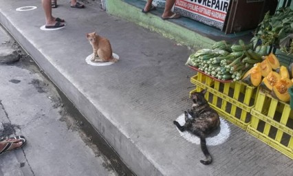 Gatos, los &uacute;nicos que respetan la Sana Distancia