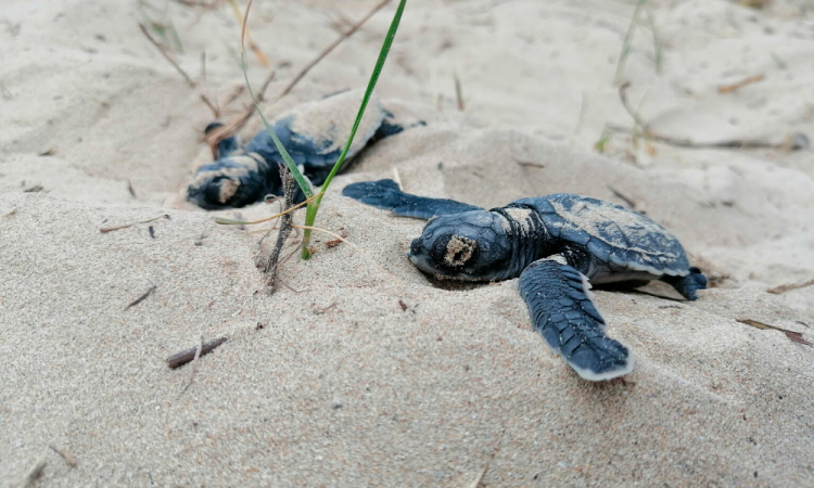 Tortugas en peligro de extinción rumbo al mar en islas Galápagos 