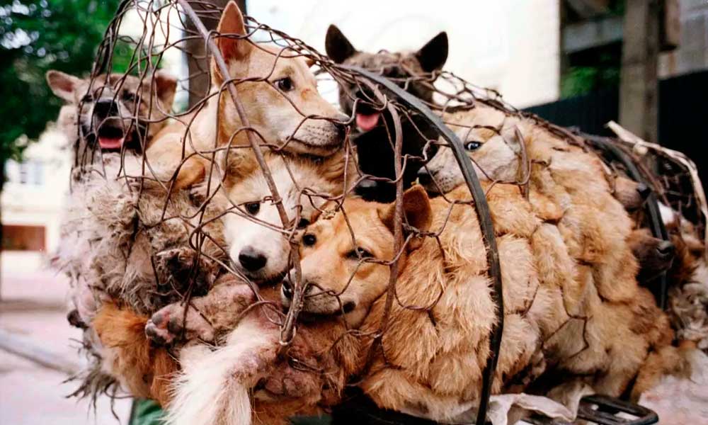 Aun venden carne de perro en festival de China