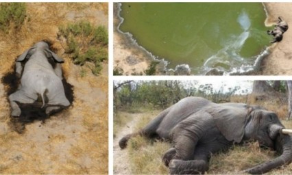 Mueren m&aacute;s de 350 elefantes 