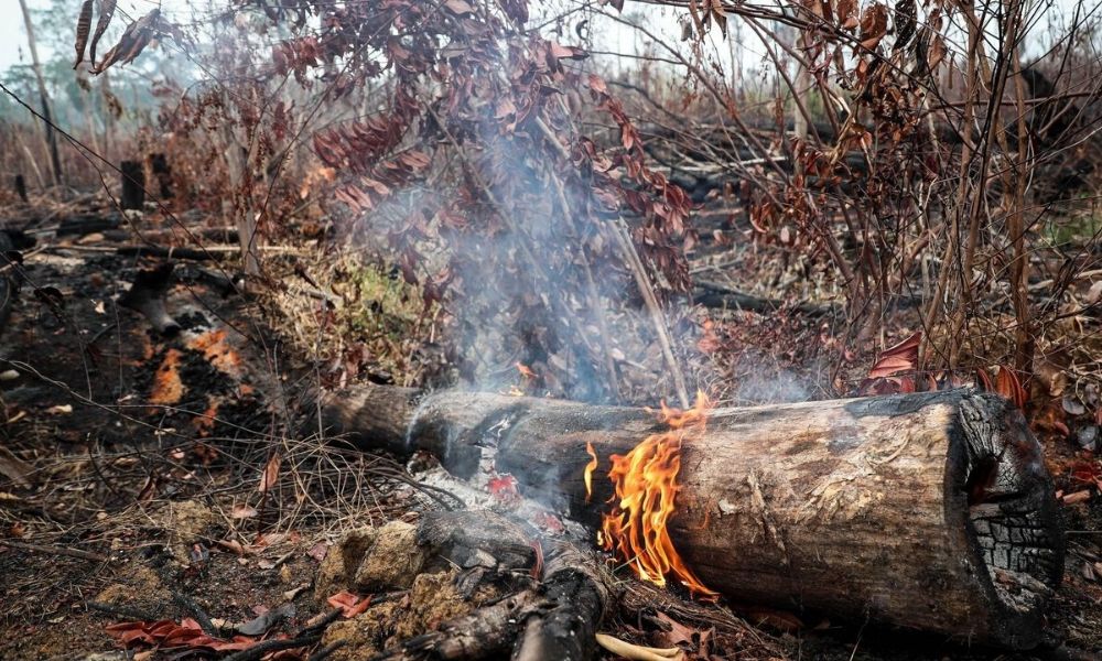 Deforestación en la Amazonía peruana baja 28 % durante cuarentena