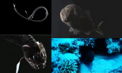 &iquest;Sabes cu&aacute;l es el secreto detr&aacute;s de la capacidad de algunos peces para desaparecer en aguas profundas?