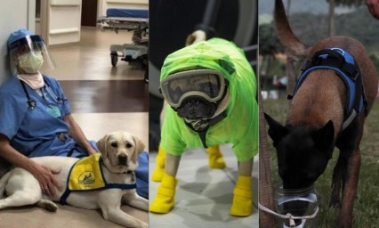 Perros que luchan contra el coronavirus