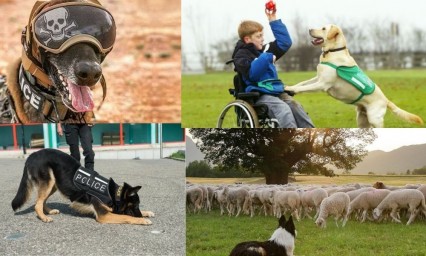 Profesiones imprescindibles de los perros