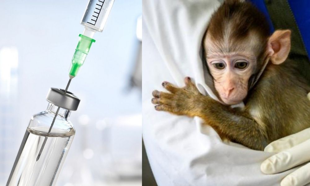 Los macacos fueron expuestos al nuevo coronavirus a las cuatro semanas de haber sido vacunados.