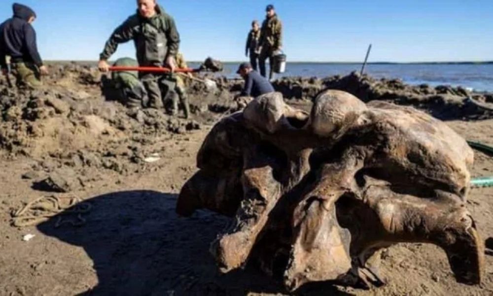 Encuentran esqueleto intacto de un mamut en el deshielo del permafrost