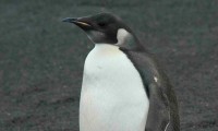 Descubren nuevas colonias de pingüino emperador en la Antártida