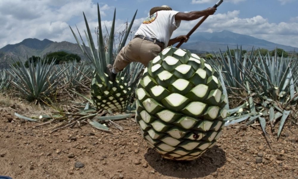 Batalla entre productores mexicanos de Tequila y Heineken vive nuevo capítulo