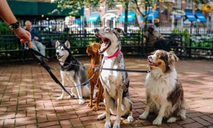 Alemania obligará a pasear a los perros dos veces al día 