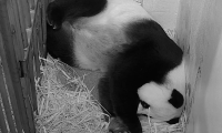 VIDEO Nace panda gigante en Zoológico de Washington 