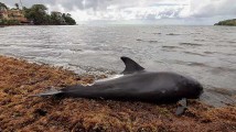 Hallan 18 delfines muertos por derrame de petróleo