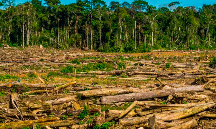 Brasil continuará combate contra la deforestación del Amazonas
