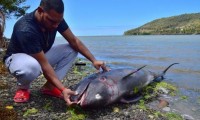 Manifestaciones en Mauricio tras desastre ecológico y muerte de 39 delfines