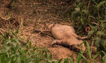 La fauna silvestre lucha por sobrevivir a los incendios