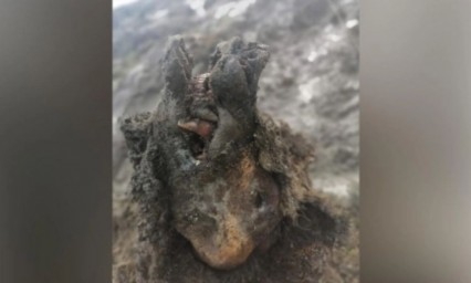 Hallan el primer oso de las cavernas intacto en una cueva del &aacute;rtico ruso