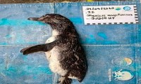 Muere un pingüino en Brasil por ingerir un cubrebocas