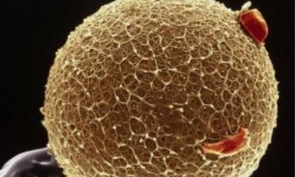 Identifican el origen gen&eacute;tico de la insuficiencia ov&aacute;rica primaria