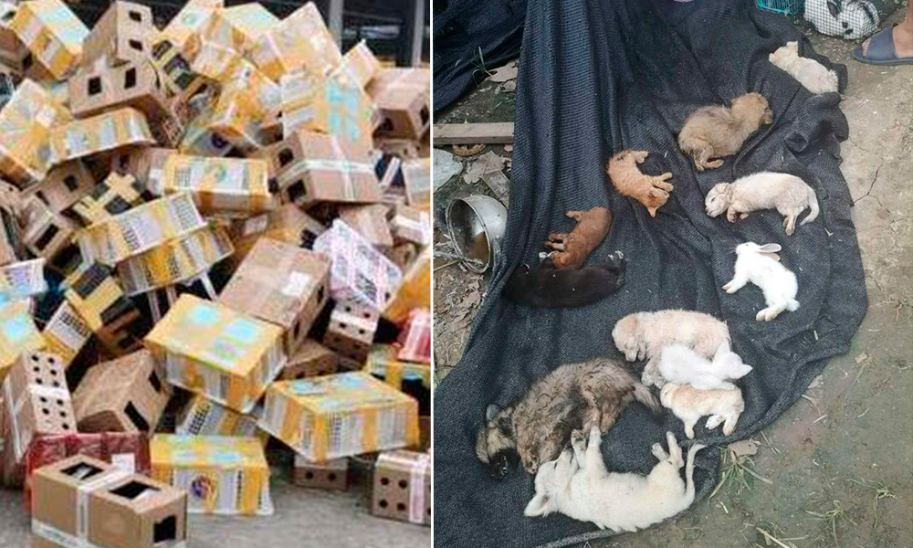 Hallan a 5 mil mascotas muertas en China 