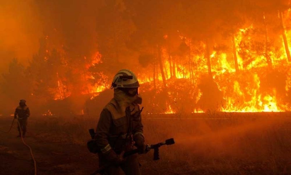 Un incendio forestal se desató recientemente en zonas próximas al Santuario de Elefantes de Brasil.
