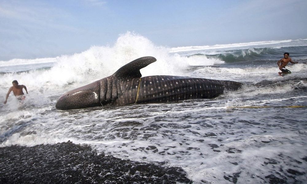 Mueren 19 ballenas pilotos tras quedar varadas en el norte de Nueva Zelanda