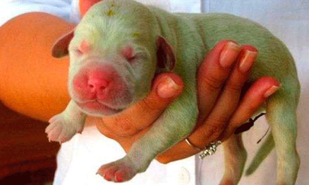 En Italia sorprende nacimiento de cachorro color verde 